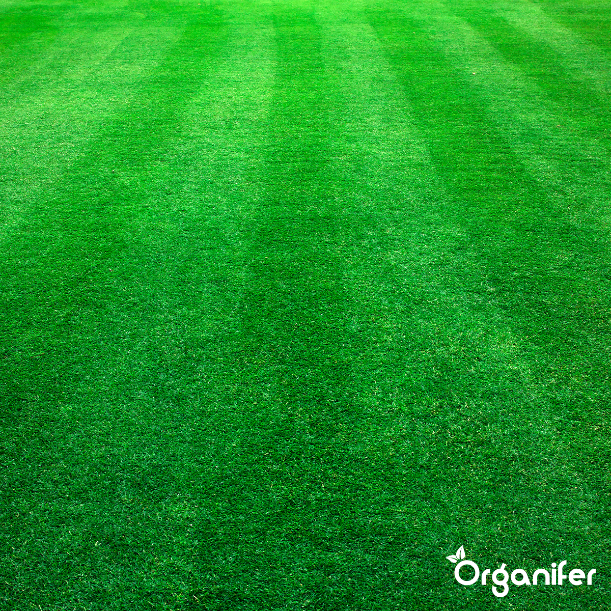 Organifer Lime Fertiliser with Magnesium (10 kg - for 200 m2) 8719958999299 11