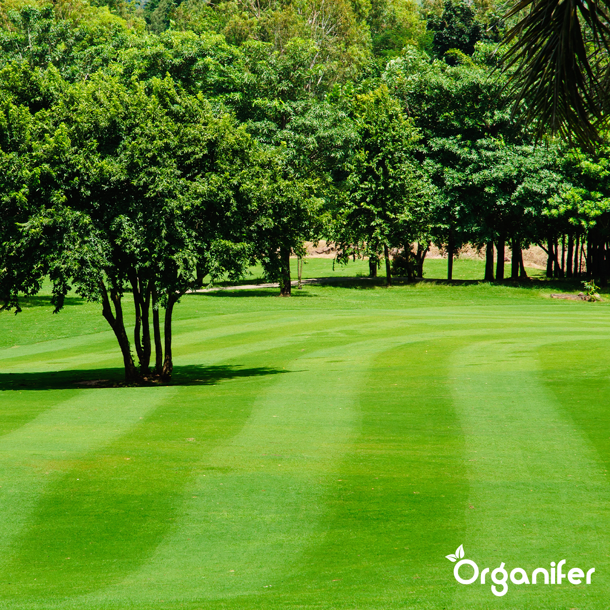Organifer Lime Fertiliser with Magnesium (10 kg - for 200 m2) 8719958999299 12