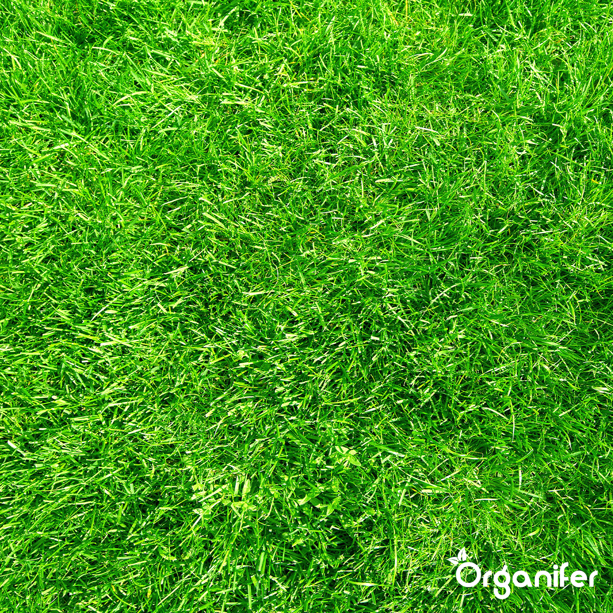 Organifer Lime Fertiliser with Magnesium (10x = 200 kg - for 4.000 m2) 8719958999251 10