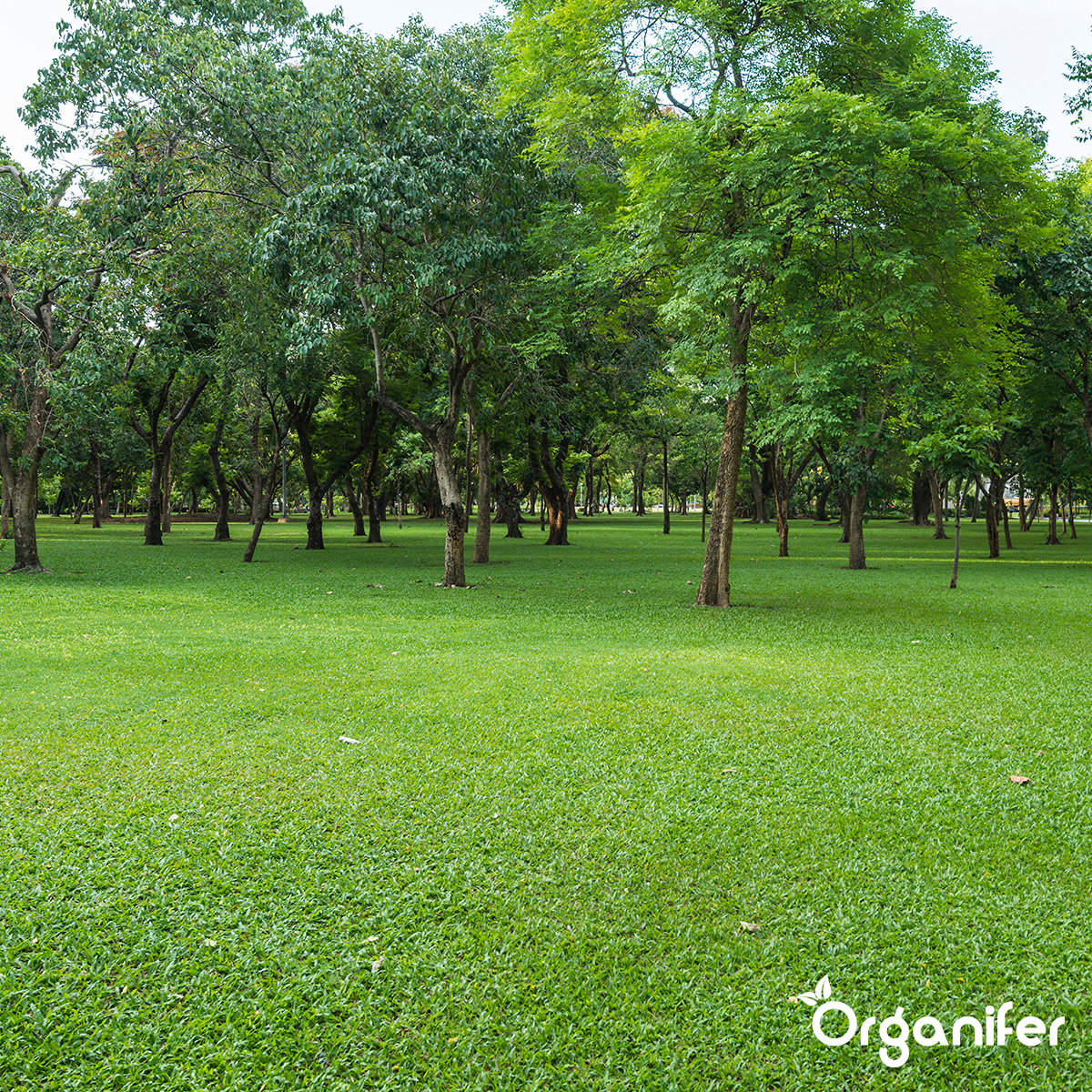 Organifer Lime Fertiliser with Magnesium (10x = 200 kg - for 4.000 m2) 8719958999251 11