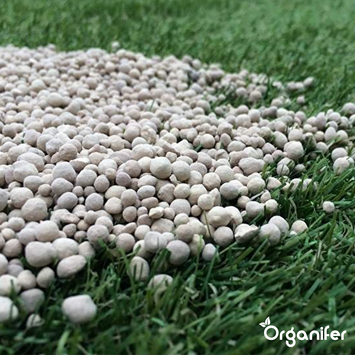Organifer Lime Fertiliser with Magnesium (Big Bag 600 kg - for 12.000 m2) 8719958999275 4