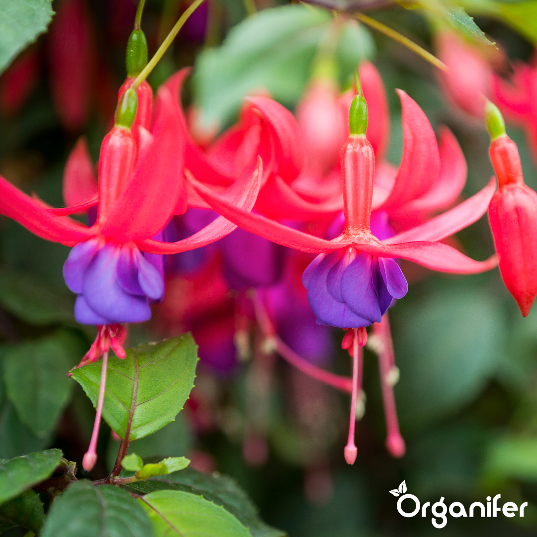organifer liquid fertiliser Fuchsia