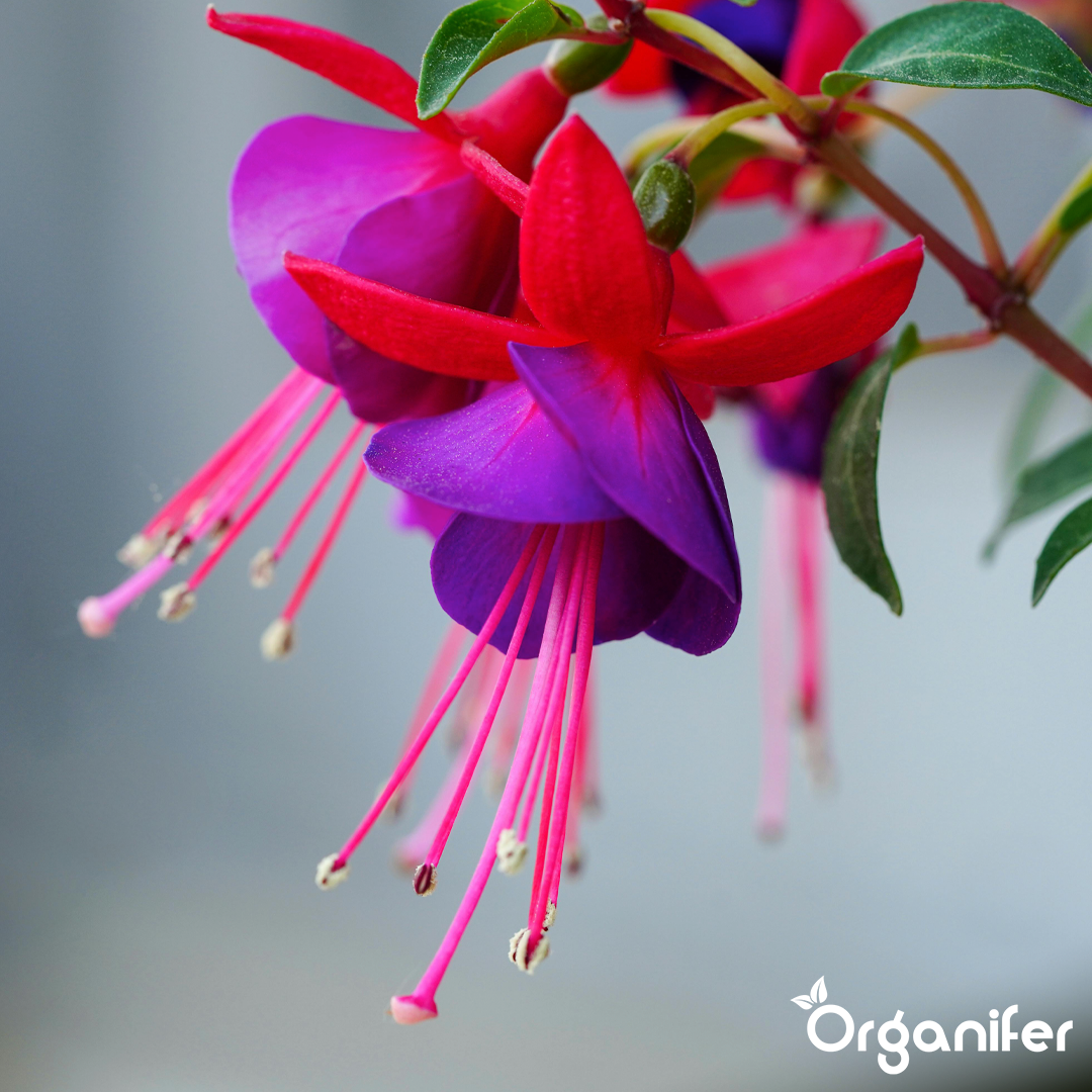 organifer liquid fertiliser Fuchsia