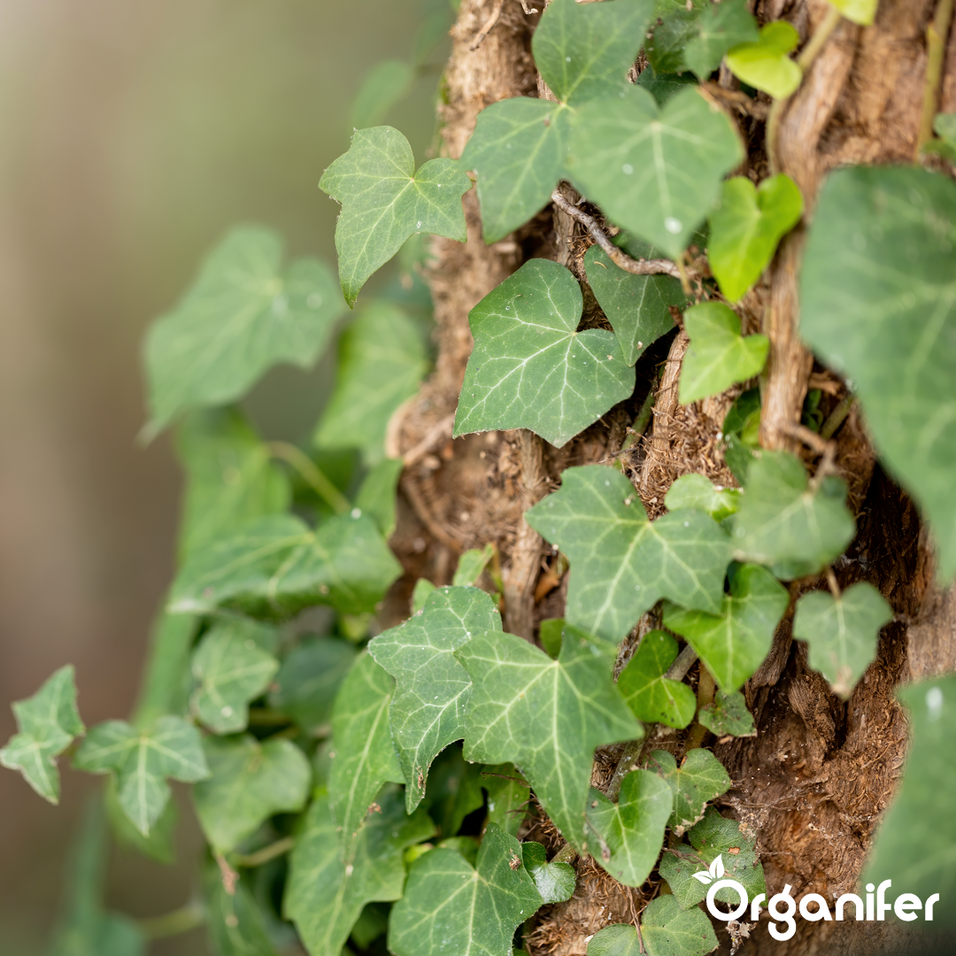 organifer liquid ivy fertilizer