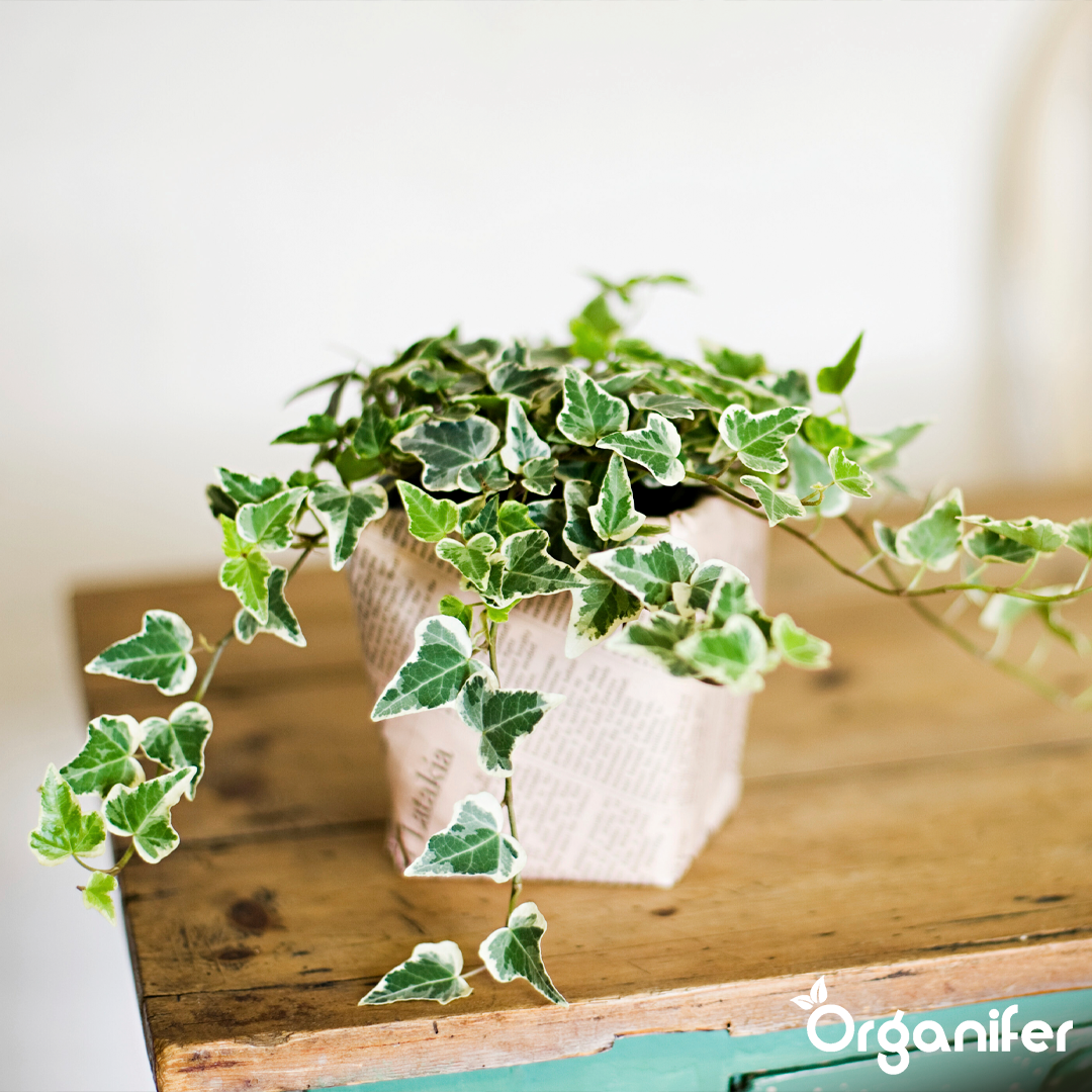 organifer liquid ivy fertilizer