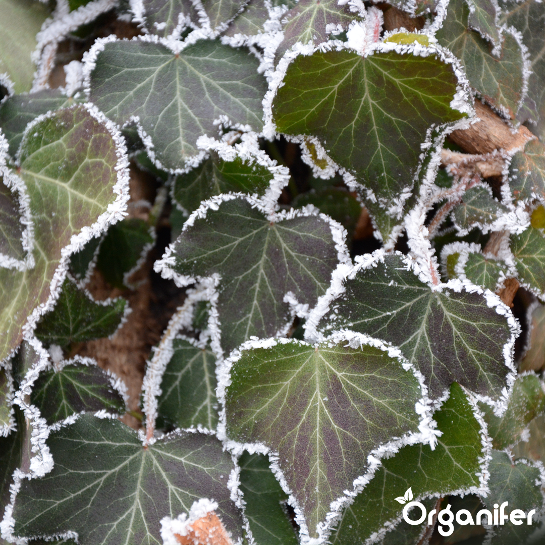 Skystos blusienės trąšos – 10 litrų