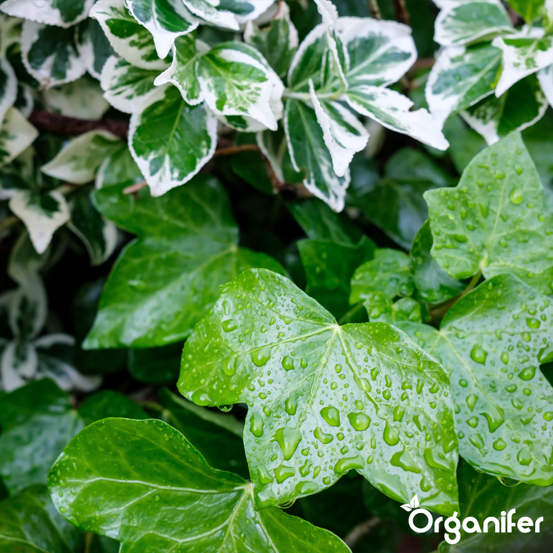 Skystos blusienės trąšos – 10 litrų