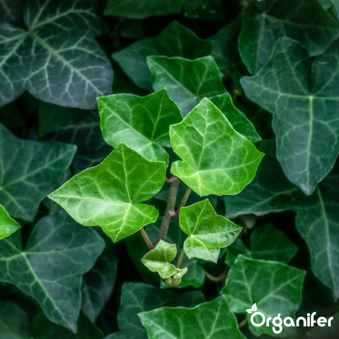 organifer liquid ivy fertilizer