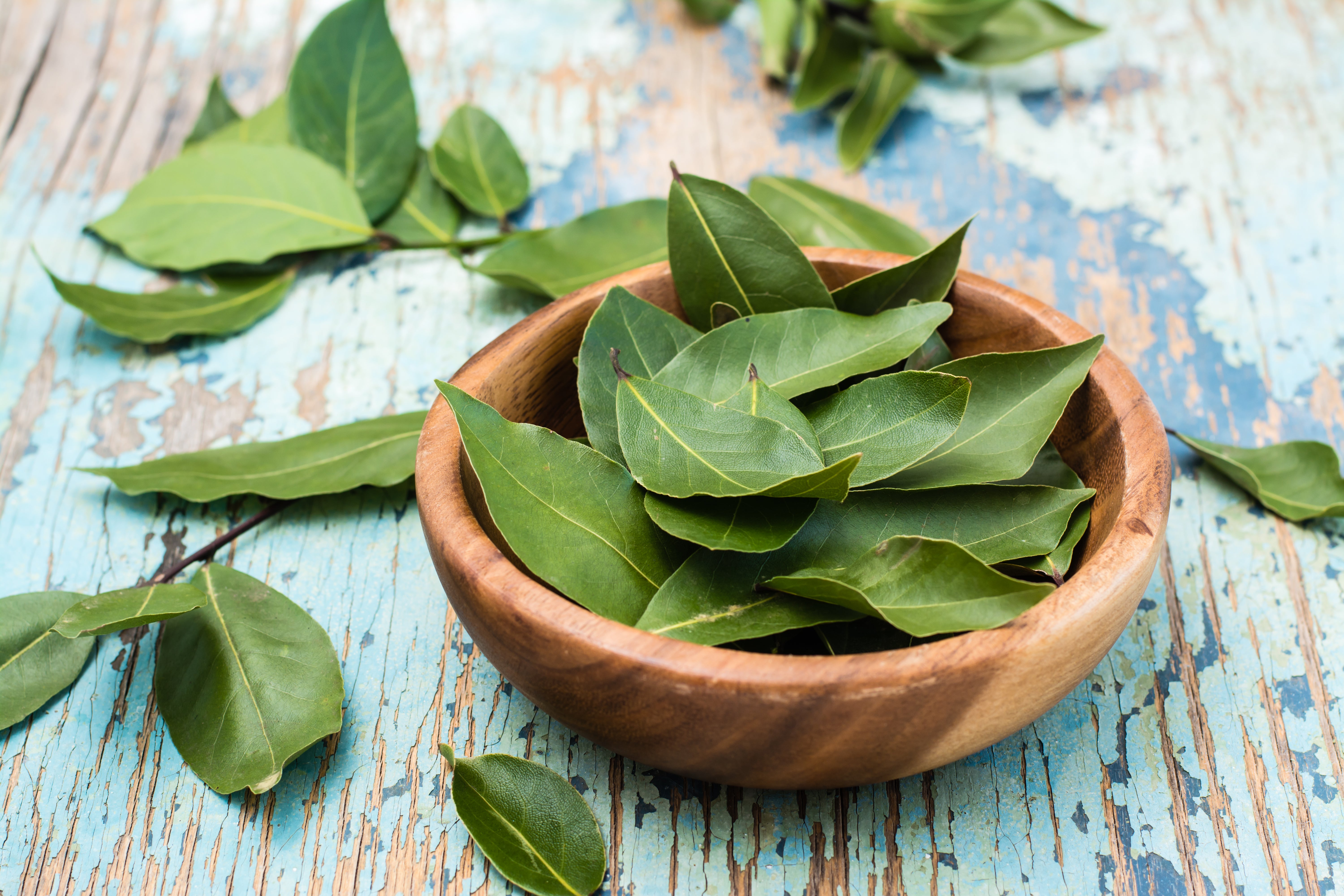 Strong Root Development for Long-Term Bay Tree Stability