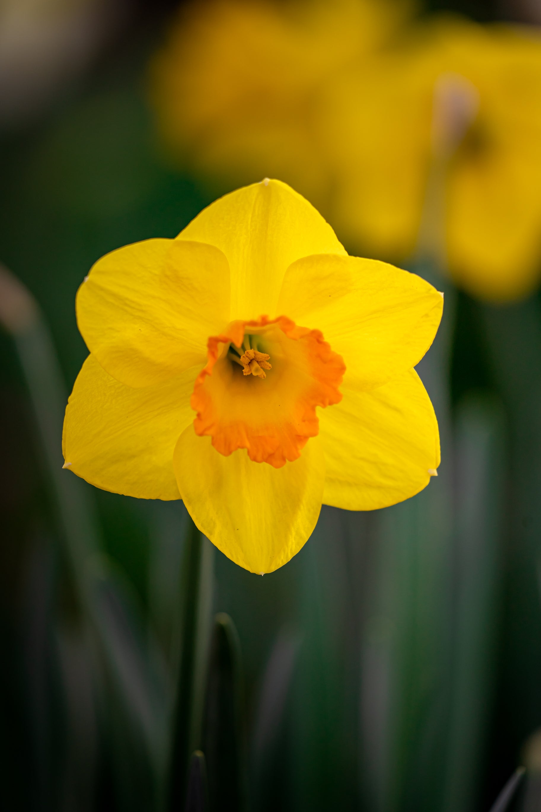 Enhanced Bulb Development for Reliable Blooming