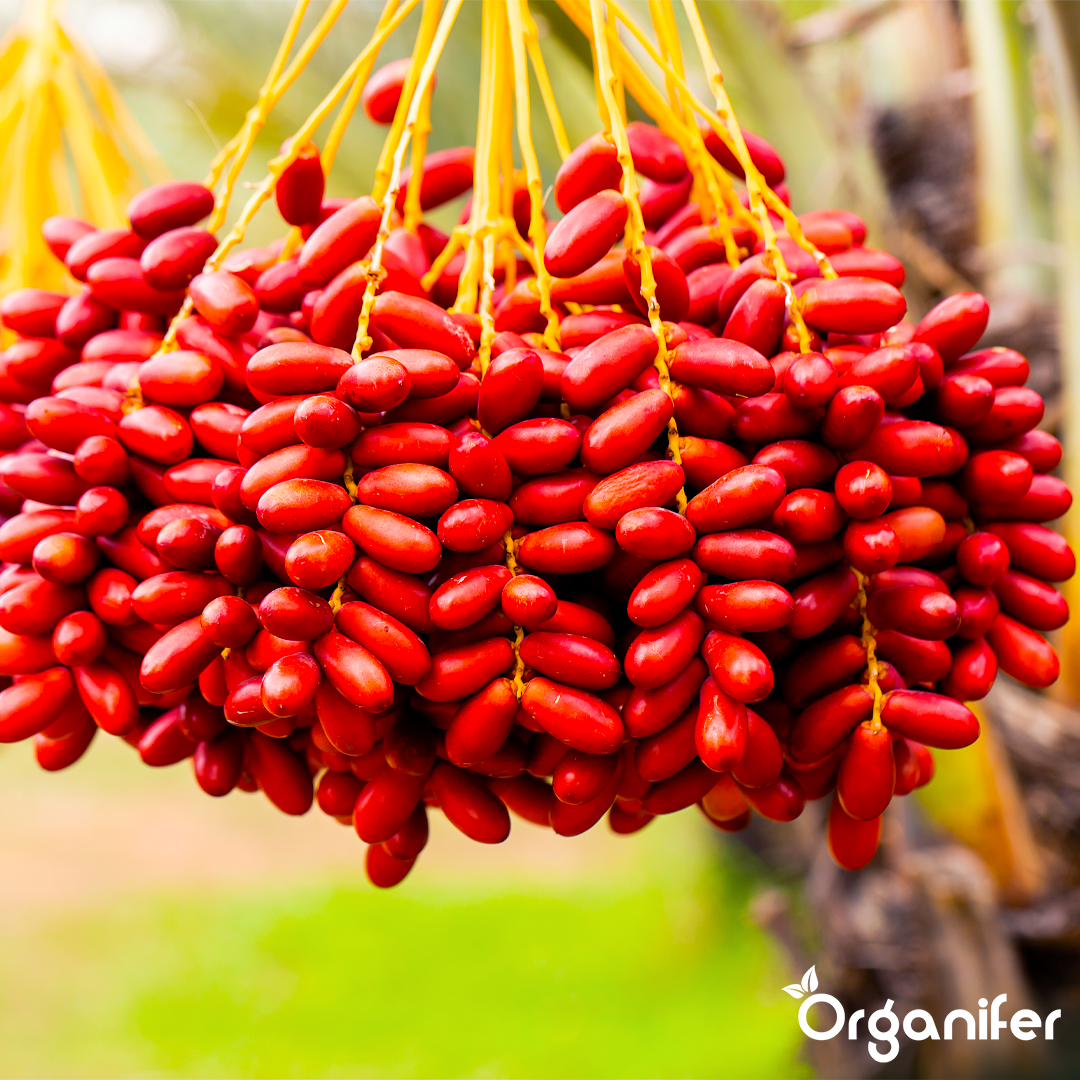 liquid fertiliser Date palm