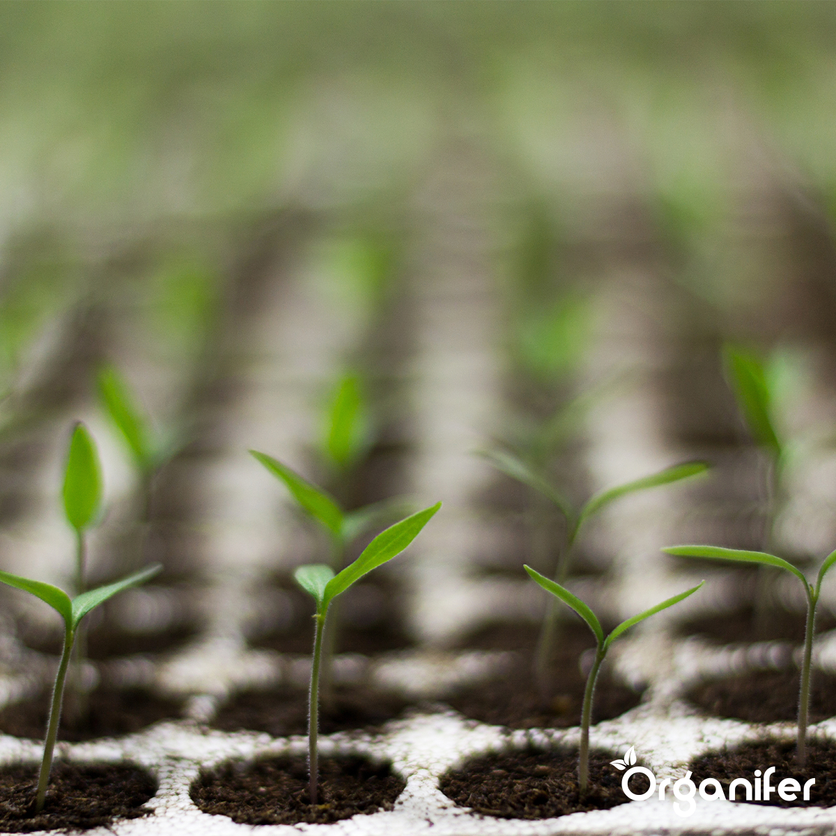Organifer Liquid Fertiliser for the Growth Phase - Amino Power 1000 ml concentrate - for 500 l 8719958998810 6