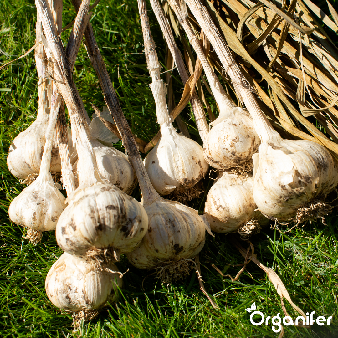 organifer liquid fertiliser garlic