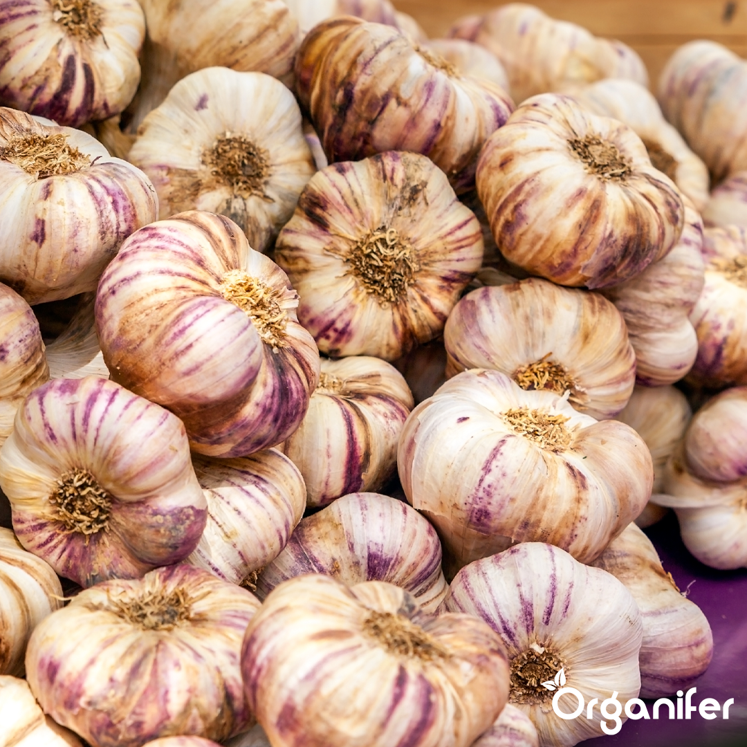 organifer liquid fertiliser garlic