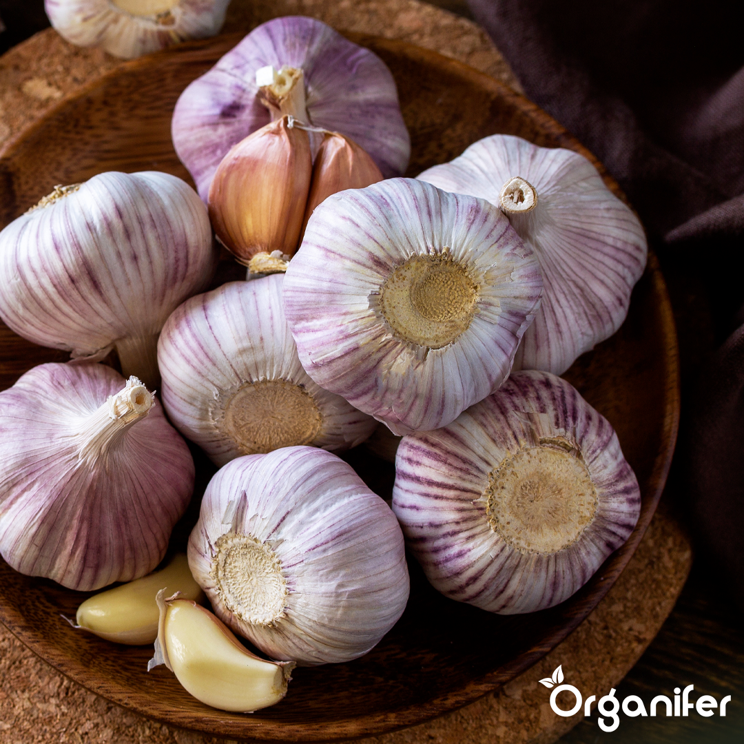 organifer-liquid-fertiliser-garlic