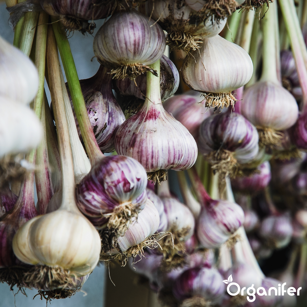 organifer liquid fertiliser garlic