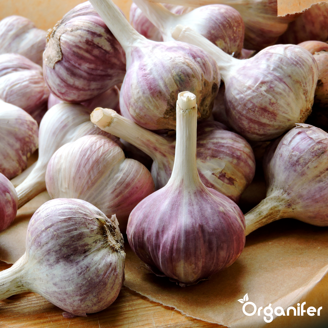organifer liquid fertiliser garlic