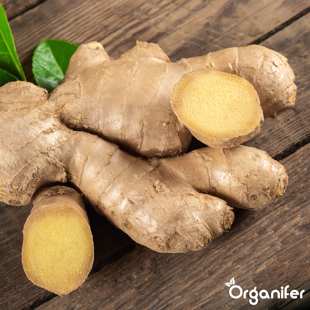 organifer liquid fertiliser ginger