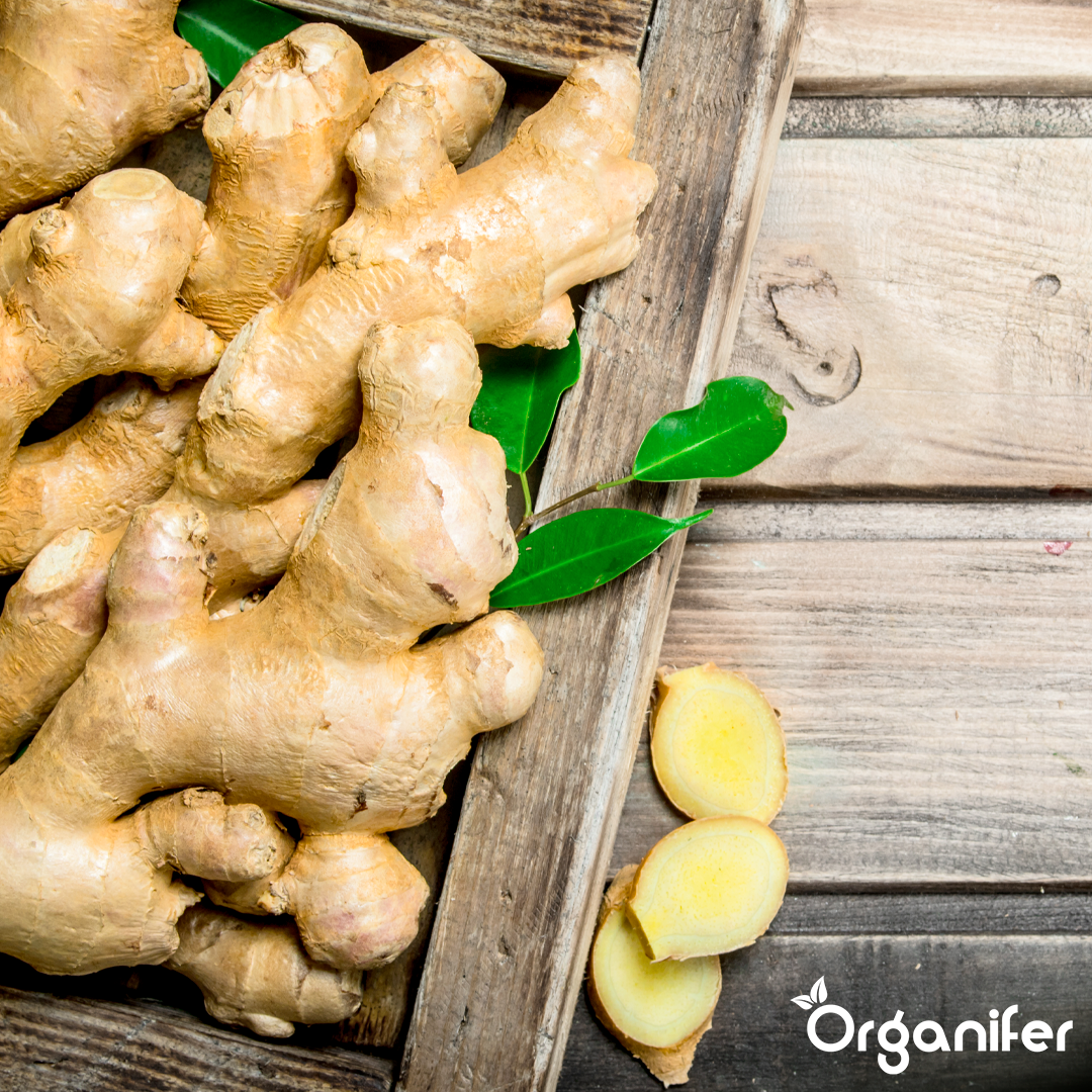 organifer liquid fertiliser ginger