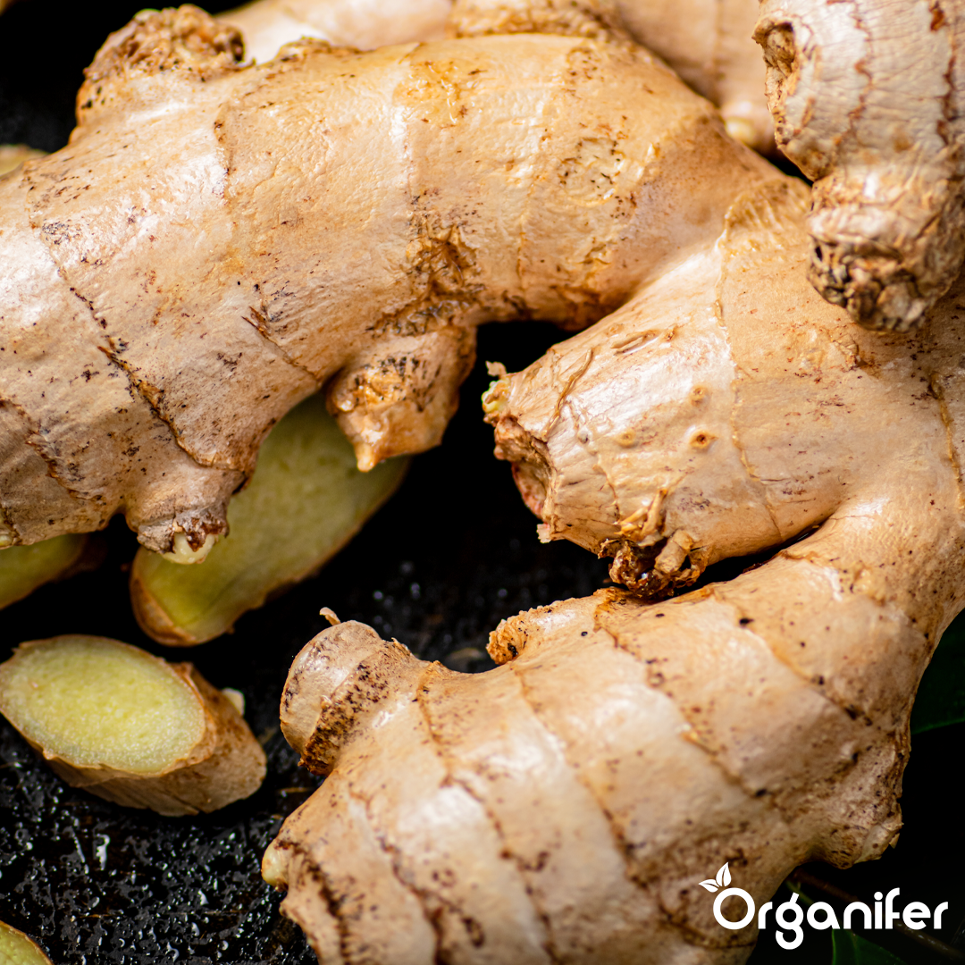 organifer liquid fertiliser ginger