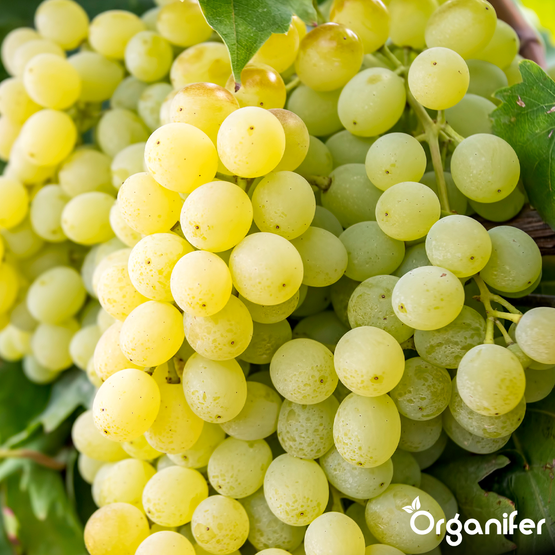 organifer liquid fertiliser grape