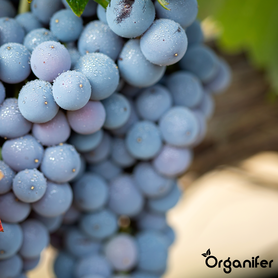 organifer liquid fertiliser grape