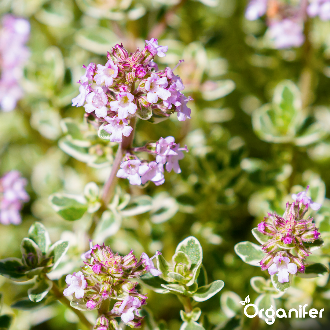 organifer liquid fertiliser herb