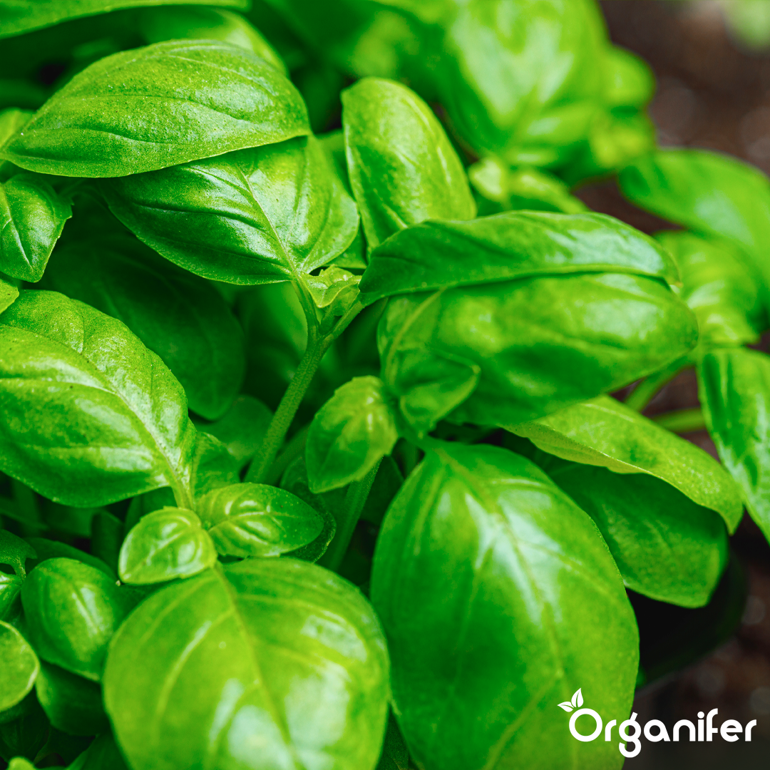 organifer liquid fertiliser herb