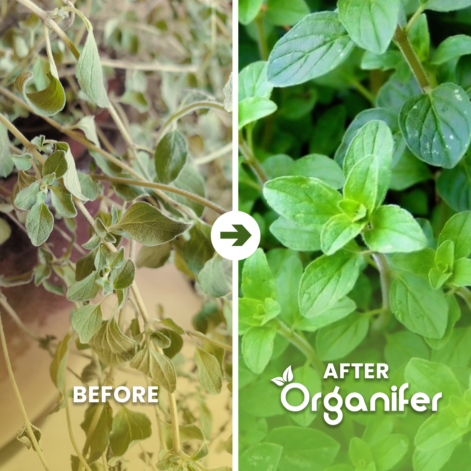 organifer-liquid-fertiliser-herb-before-and-after