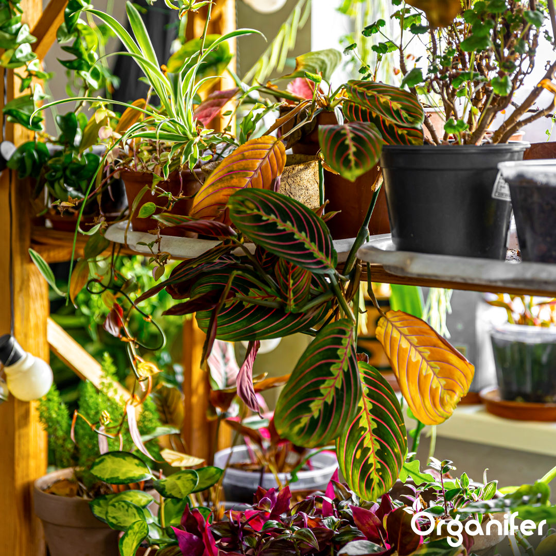 organifer liquid fertiliser Houseplant 