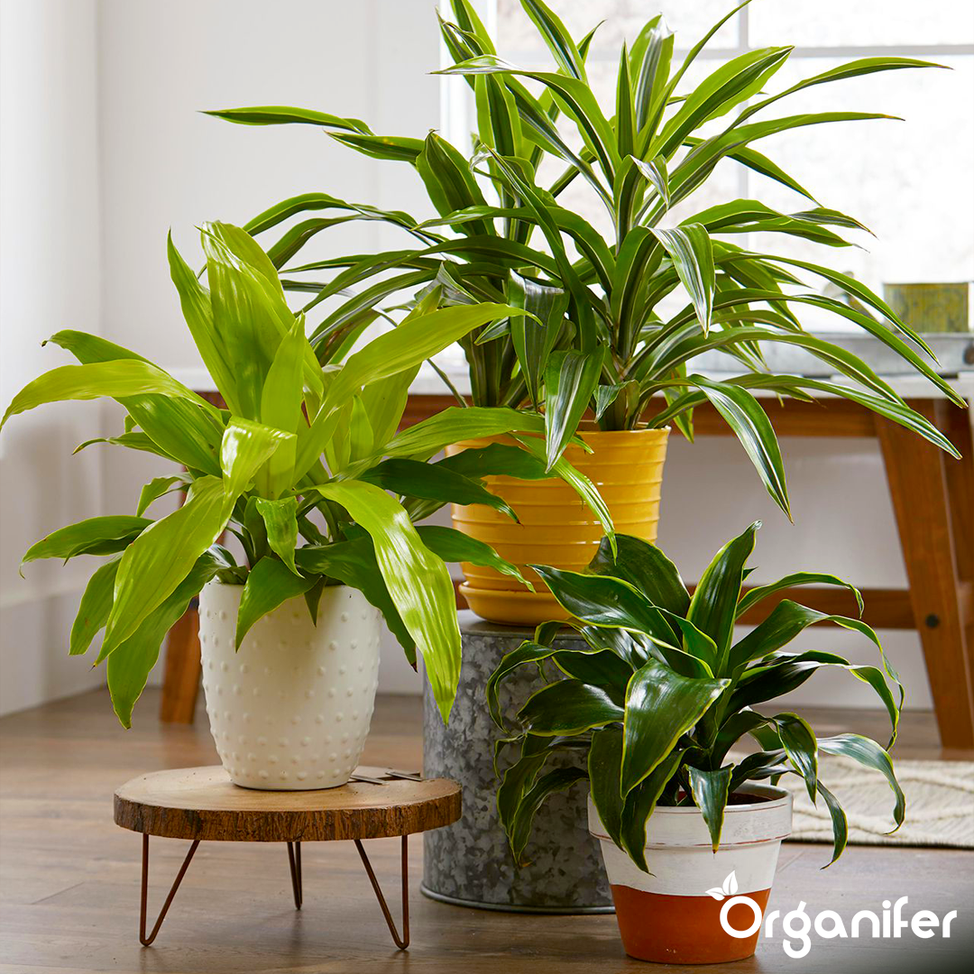 organifer liquid fertiliser Houseplant 