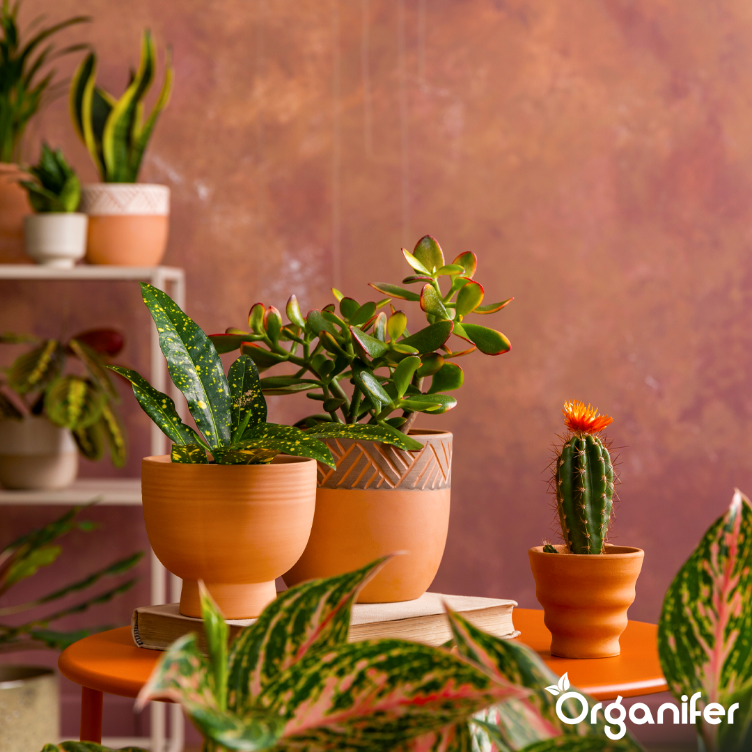 organifer liquid fertiliser Houseplant 