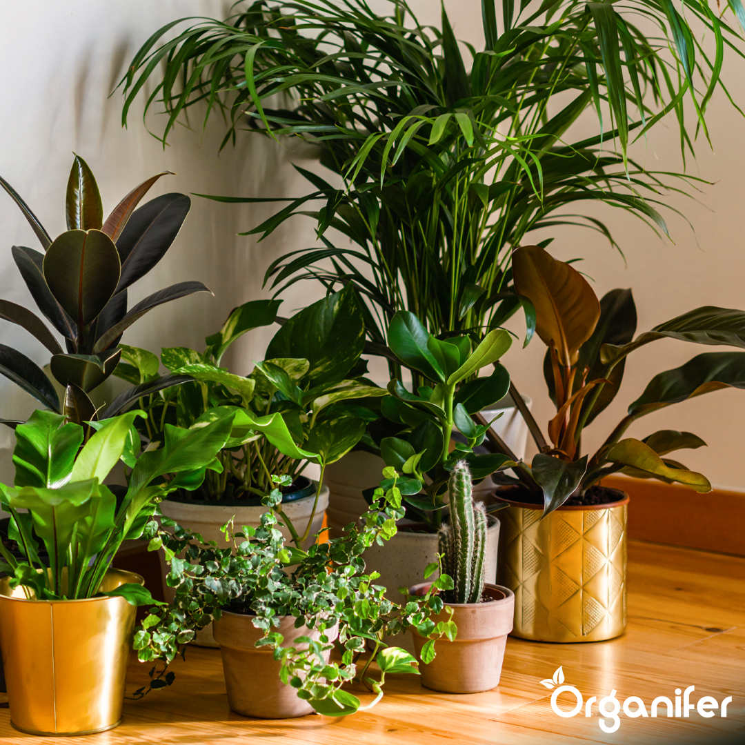 organifer liquid fertiliser Houseplant 