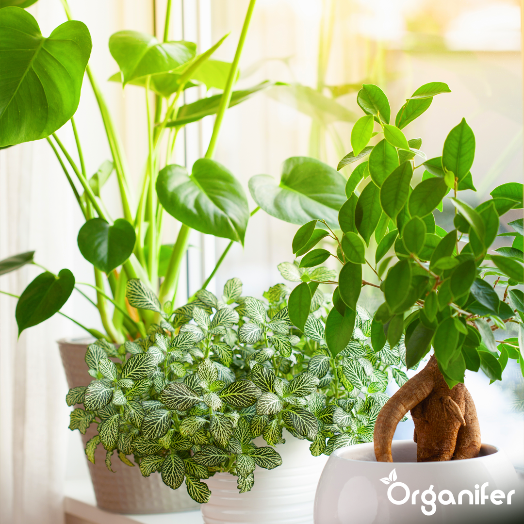 organifer liquid fertiliser Houseplant 