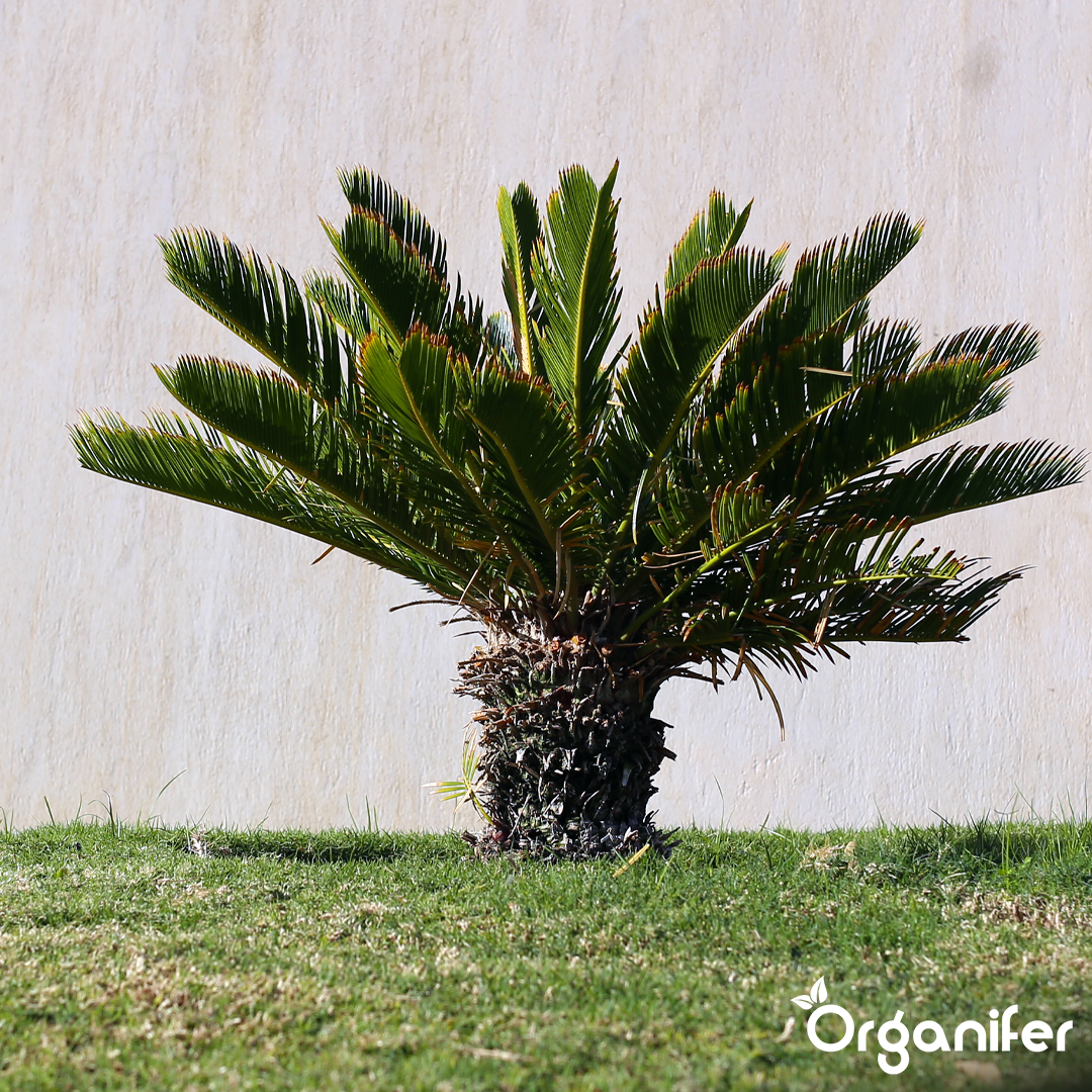 organifer-liquid-fertiliser-palm_fern