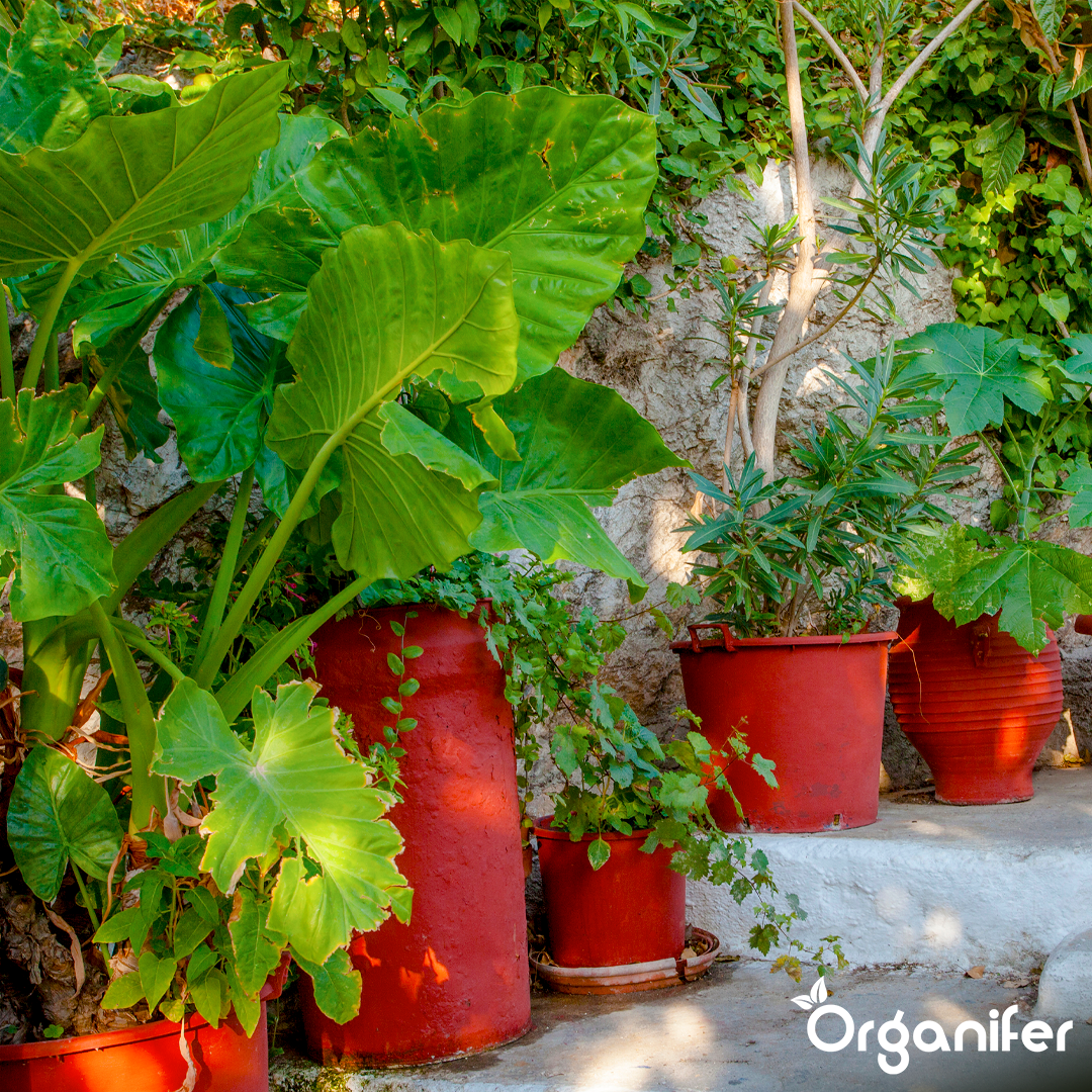 Organifer