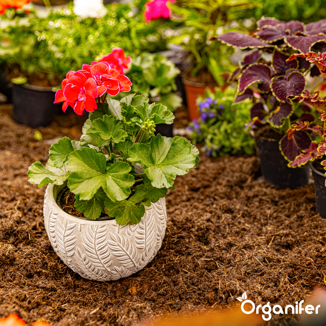 organifer-liquid-fertiliser-potted-plant