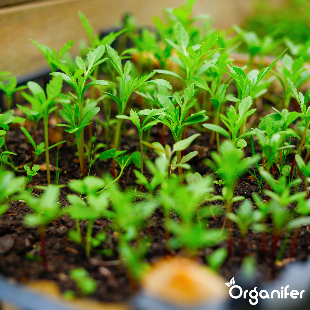 Organifer
