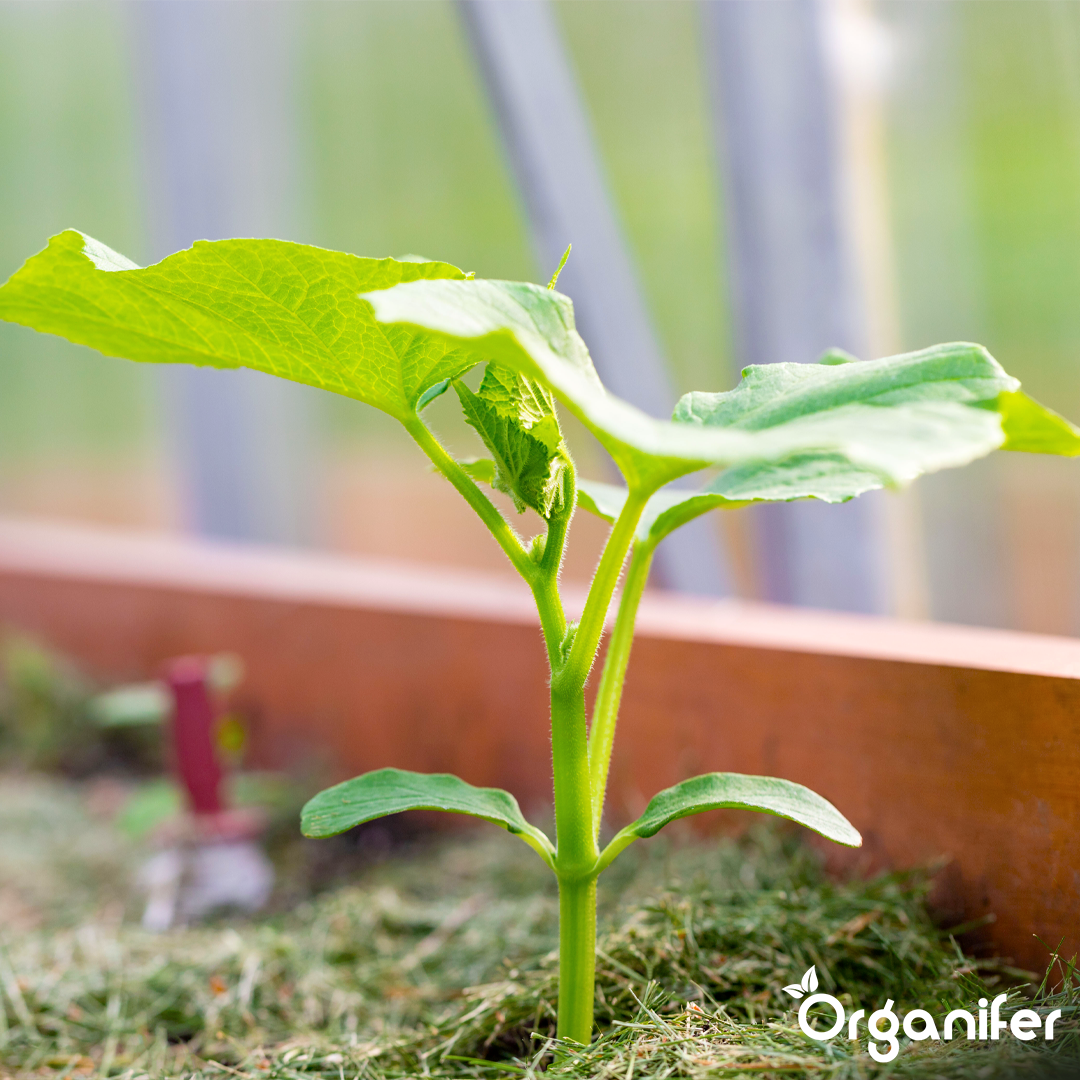 organifer-liquid-fertiliser-raised-bed-6