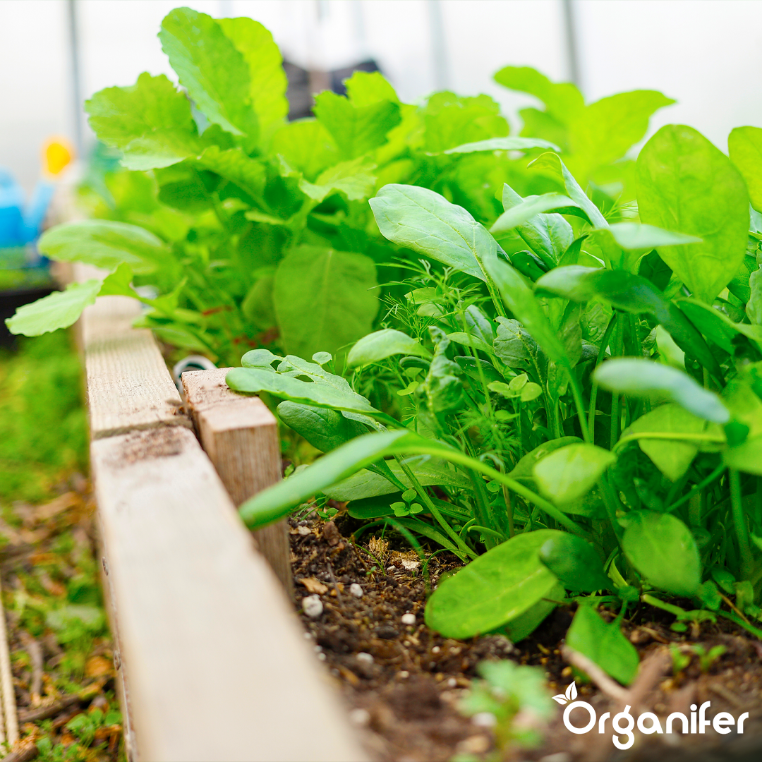 organifer-liquid-fertiliser-raised-bed