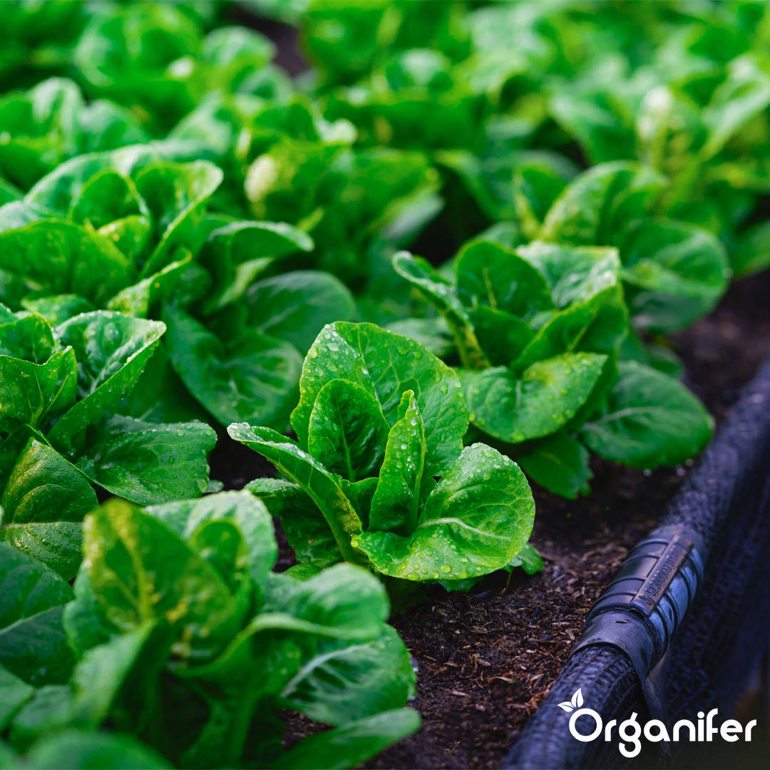 organifer-liquid-fertiliser-raised-bed-8