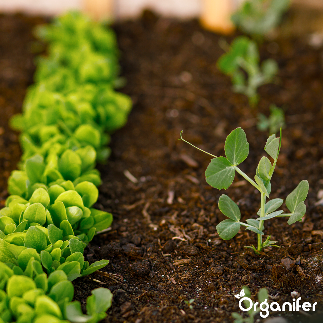 organifer-liquid-fertiliser-raised-bed-1