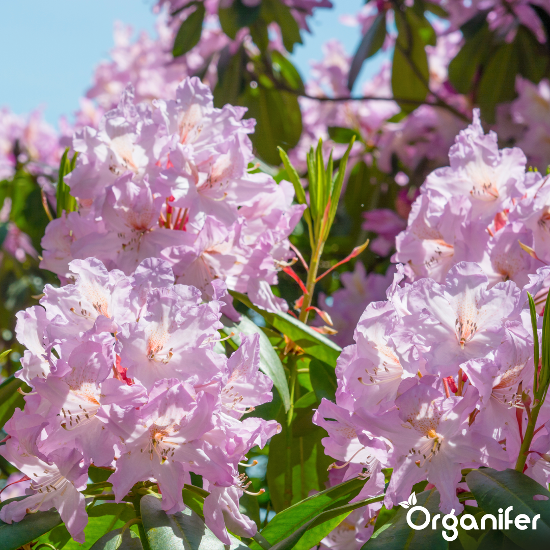 Organifer