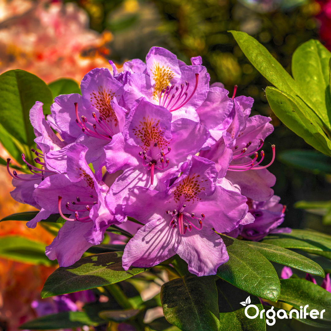 organifer-liquid-fertiliser-rhododendron-3pic