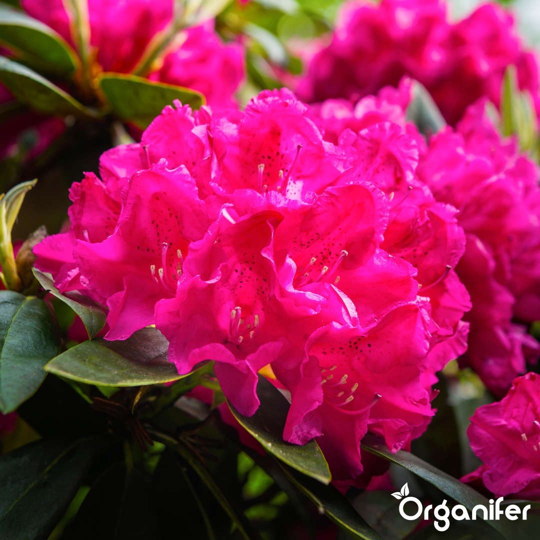 Organifer