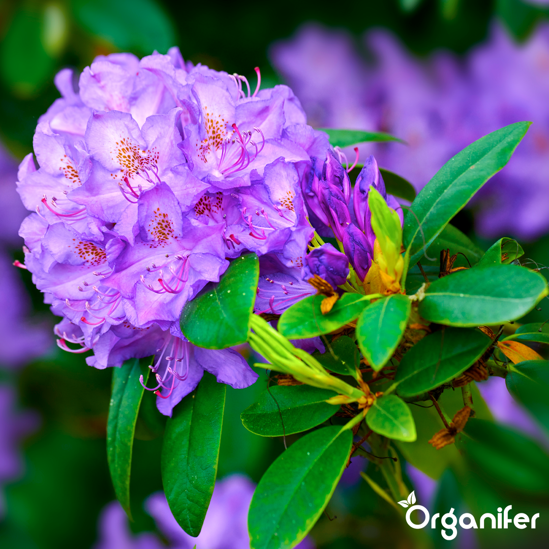 organifer-liquid-fertiliser-rhododendron-5