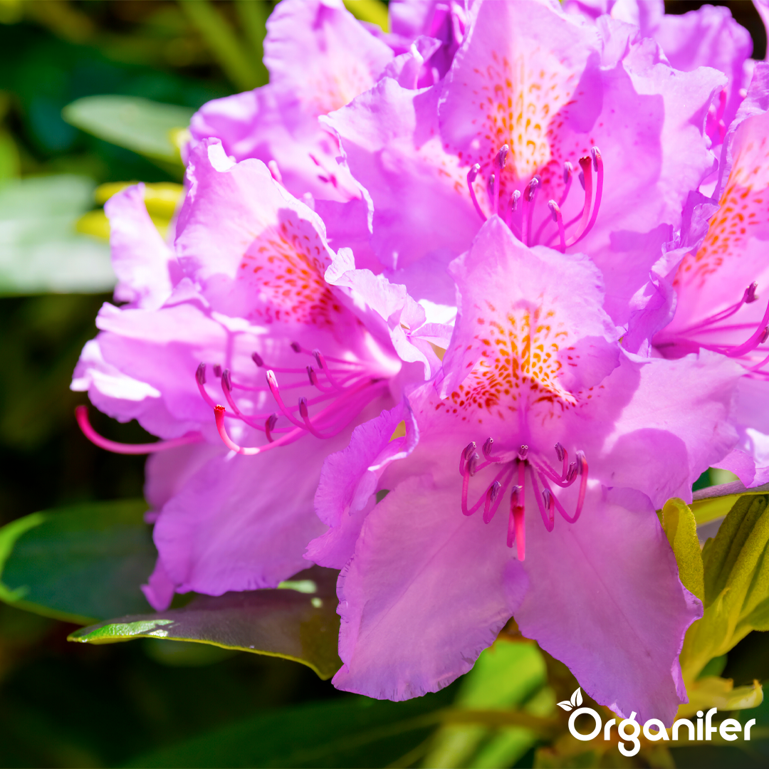 organifer-liquid-fertiliser-rhododendron-8
