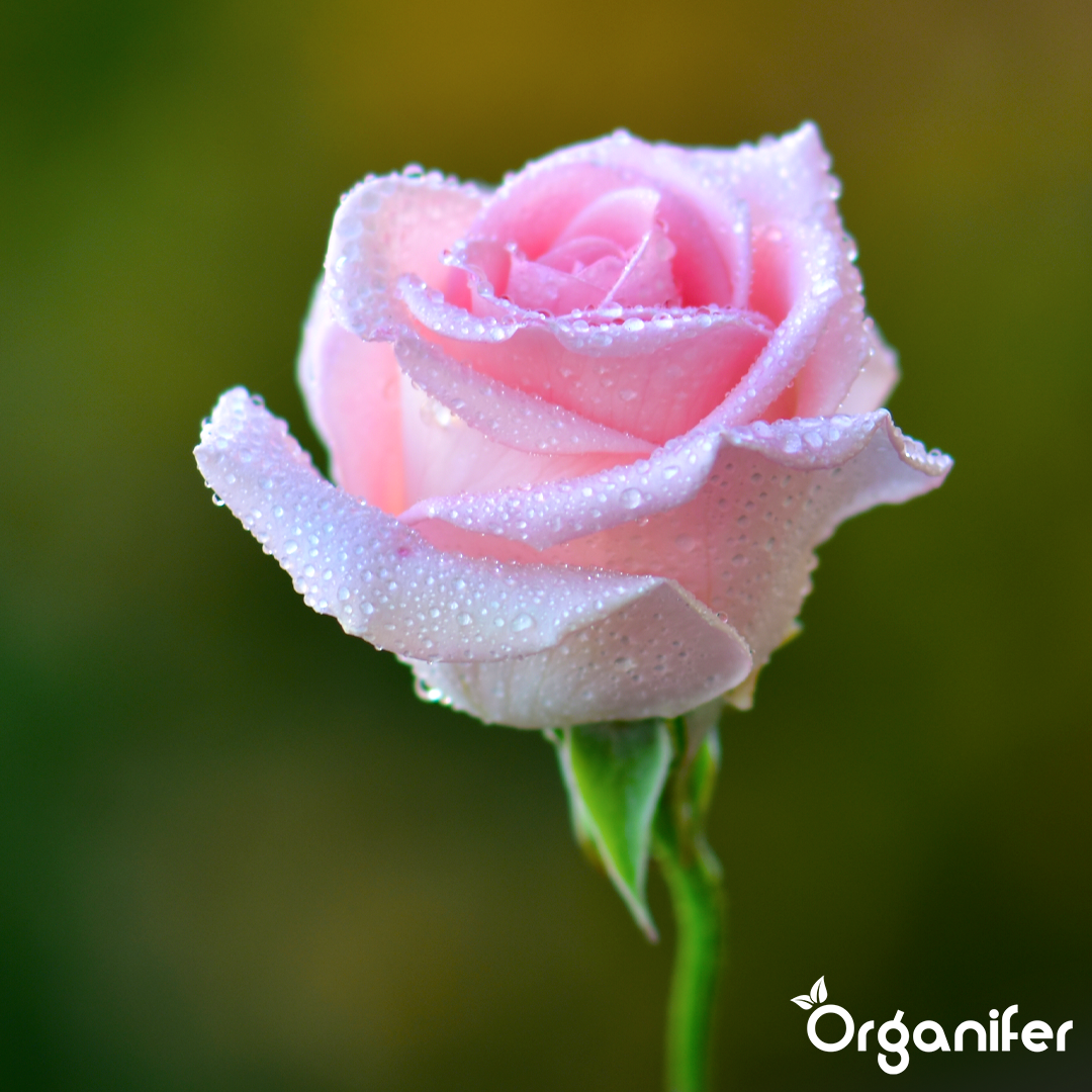 Organifer
