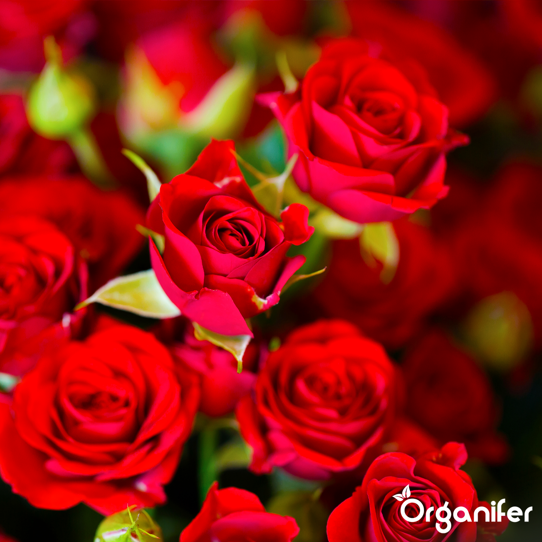 organifer-liquid-fertiliser-rose-4