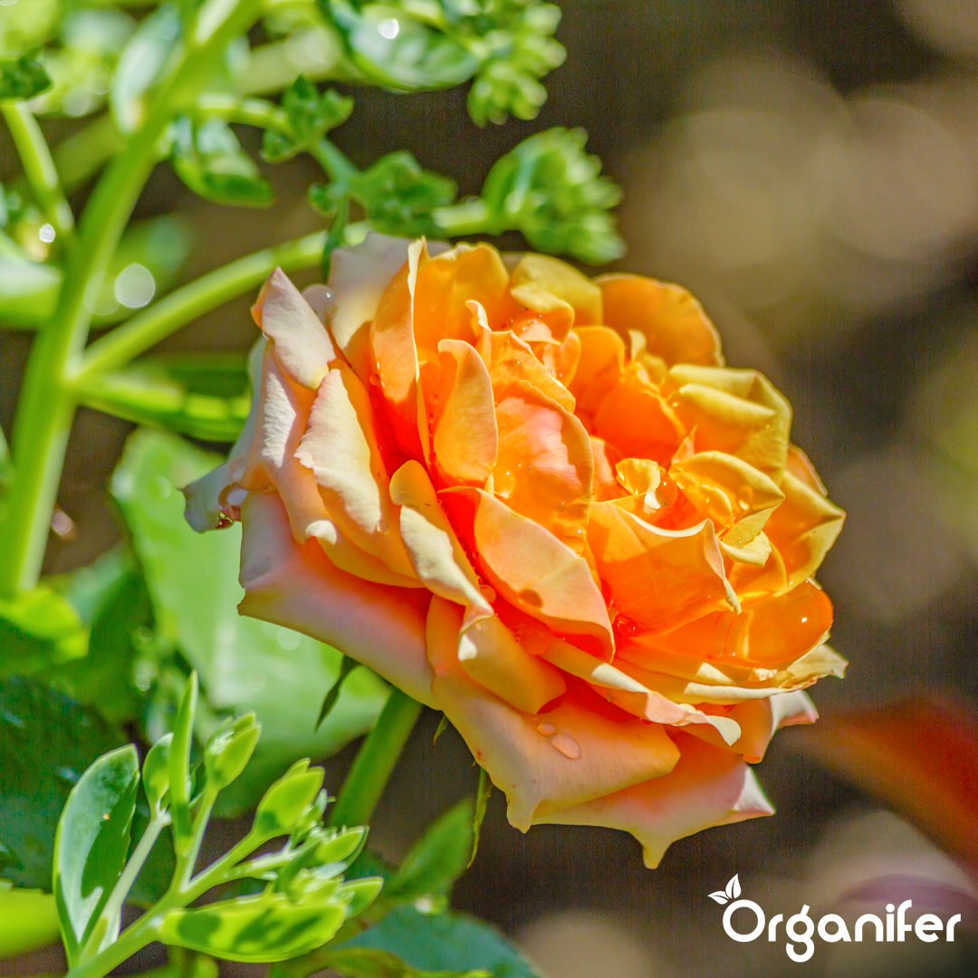 organifer-liquid-fertiliser-rose-6